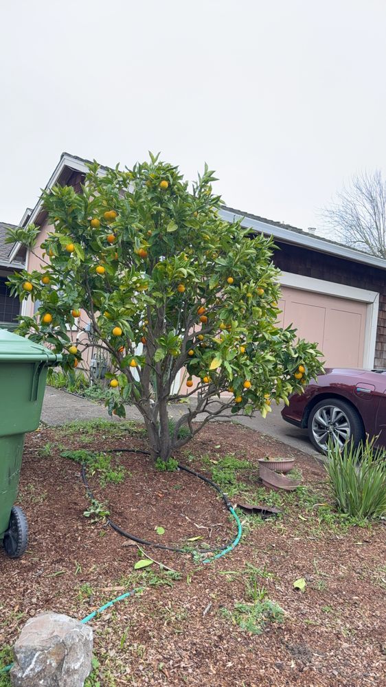 Citrus tree in a maintained front yard with drip irrigation line