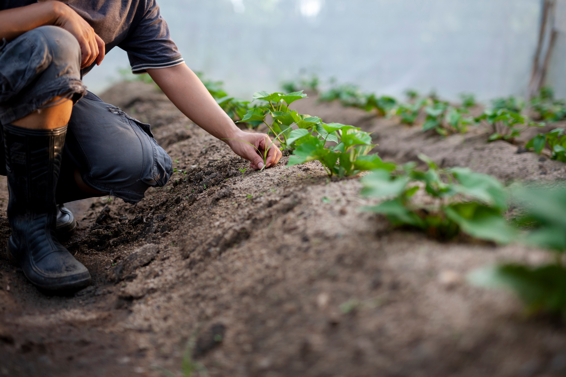 Worker hand-pulling weeds from soil around young plants in garden rows