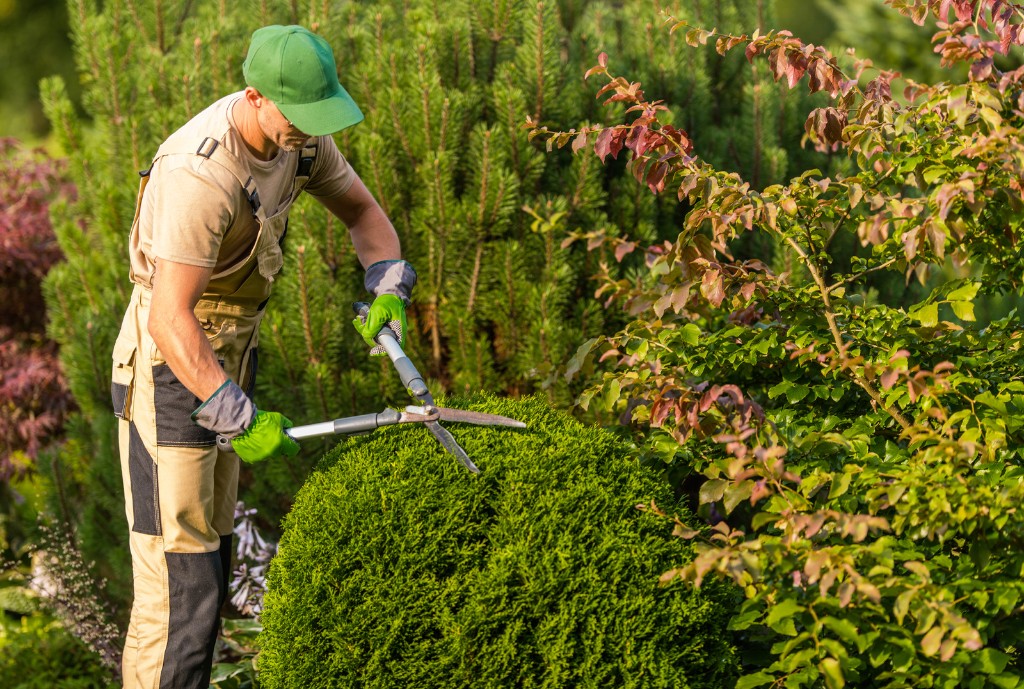 Landscaper using hedge shears to trim a round shrub in a garden